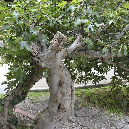 فيلا Grandpa Mate House Dragove المظهر الخارجي الصورة