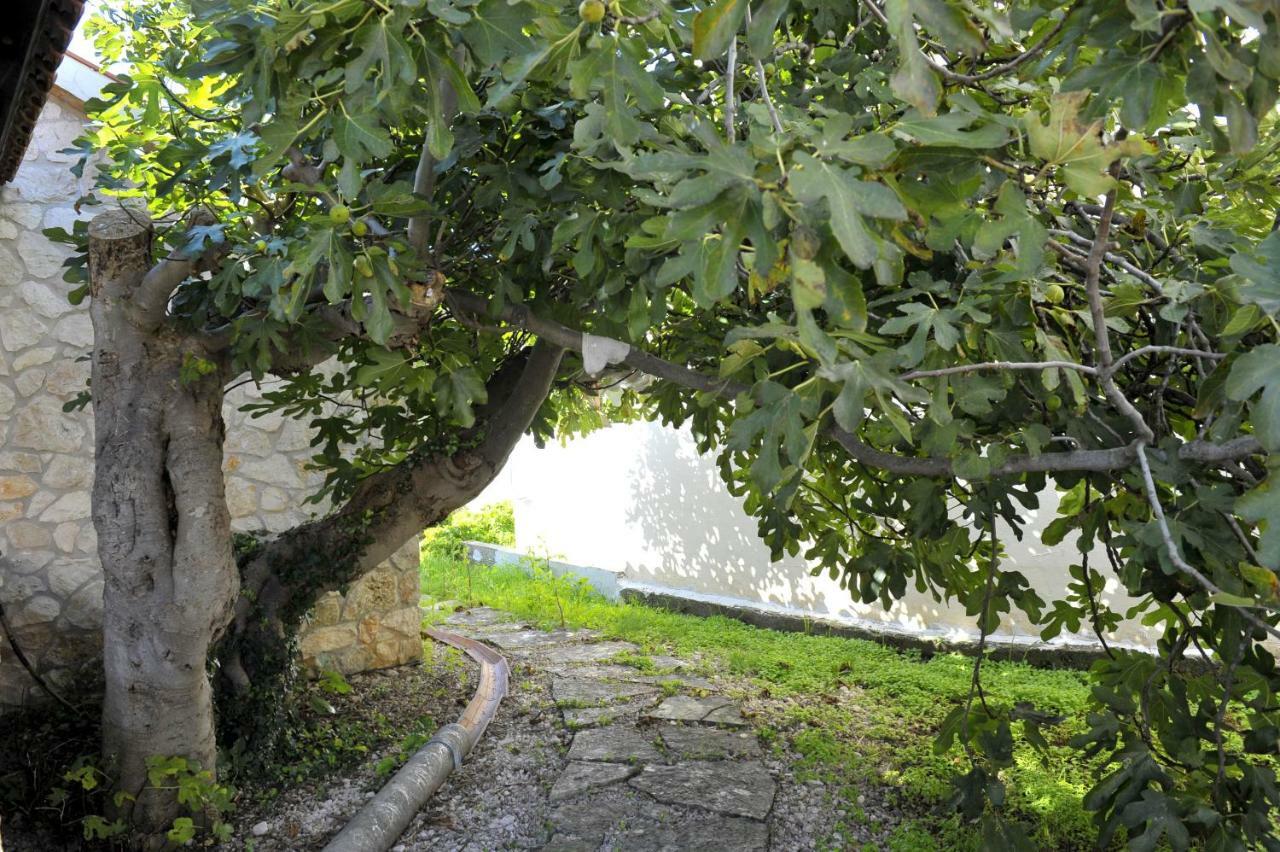فيلا Grandpa Mate House Dragove المظهر الخارجي الصورة